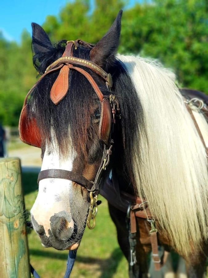 Les Chevaux De L'Hippocampe 호텔 Mont-Dol 외부 사진